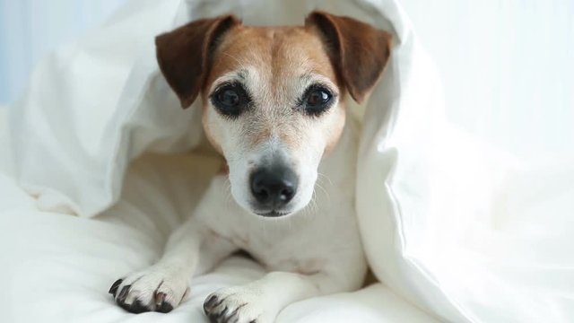 Lovely cute dog looking under White blankets. Cozy home bed.  Video footage. Natural soft light. 