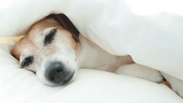 Funny lovely doggy sleeping on the white bed. Sweet dreams, darling.  Video footage. Natural soft light. 