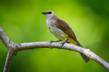 Obraz premium Yellow-vented Bulbul ( Pycnonotus goiavier) in real nature