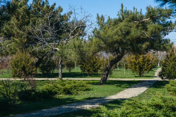 Green city park in sunny summer day