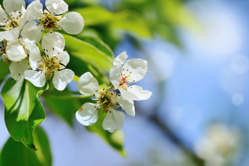 Flowers bloom on a branch of pear against blue sky