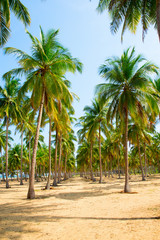 Naklejka na ściany i meble Coconut Palm trees on sandy beach