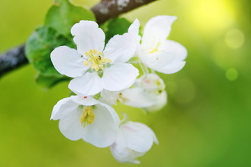 Apple flowers over natural green background