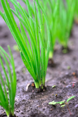 Close-up of the onion plantationl. Selective focus