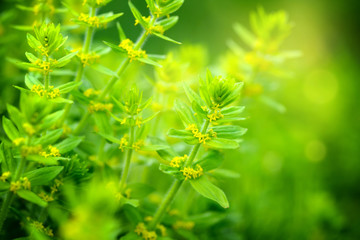 Flowering Cruciata plants with flowers in the meadow
