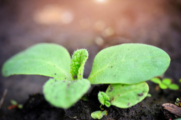 Young sprout cucumber in the garden in spring. Selective focus