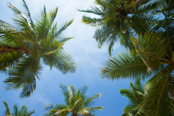 Naklejka na ściany i meble Coconut tree on the sky background