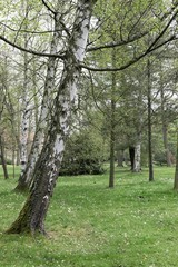 Summer day in park with trees and benches