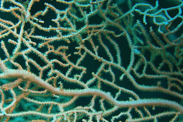 gorgonian on a coral reef