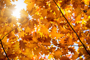 Leaves on the branches in the autumn forest.