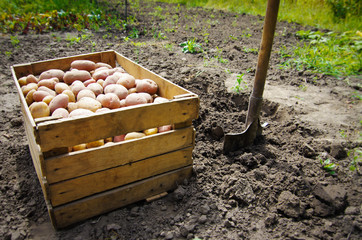 harvesting potatoes on an agricultural field
