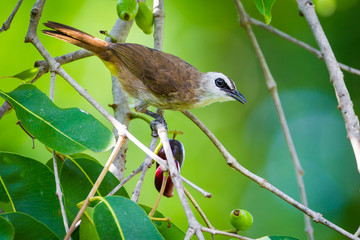 Yellow-vented Bulbul ( Pycnonotus goiavier) in real nature