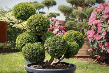 Bonsai pine in garden. Decorative cultivar tree, mountain pine.