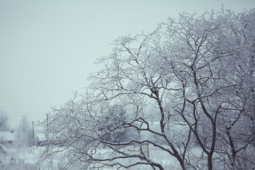 Obraz na płótnie Canvas frosty landscape with trees