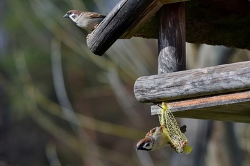 Zwei Spatzen  - einer sitzt am Vogelhaus und einer hängt am leeren Meisenknödelnetz