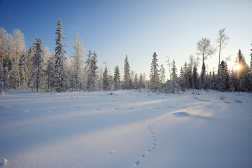 Fototapeta na wymiar winter cold day fir forest landscape