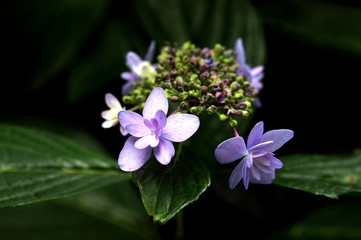 多摩川台のアジサイ