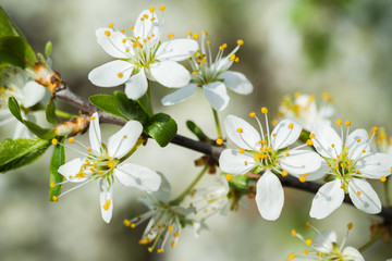 Fruit blossom close-up