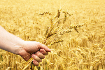 Human hands hold wheat in a golden wheat.