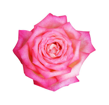 Pink rose flower in the garden. Soft focus