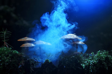 Different mushrooms in the clearing