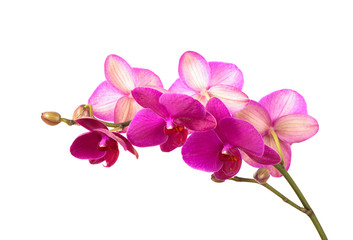 Obraz na płótnie Canvas branch of violet orchids isolated on white