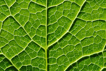Texture of a green leaf as background