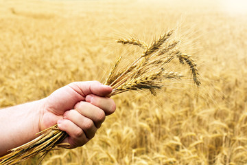 Human hands hold wheat in a golden wheat.
