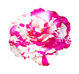 Pink and white rose isolated on white background, soft focus and clipping path