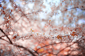 blooming cherry flowers branch