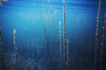 Seabed with algae and corals