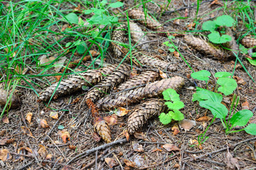 fir cones in the forest