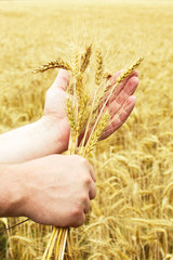 Human hands hold wheat in a golden wheat.