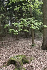 Grown trees in a forest in the spring