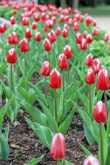 Growing flowers in a park in the spring