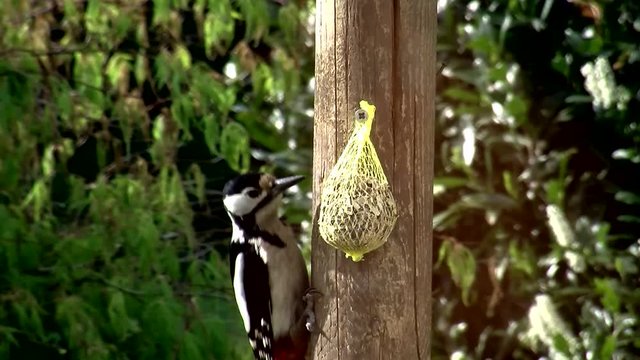 Der Buntspecht setzt sich gegen l&auml;stige Spatzen am Meisenkn&ouml;del durch