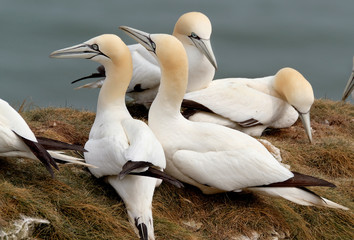 Gannets in breeding colony on chalk coastal cliffs in eastern UK.