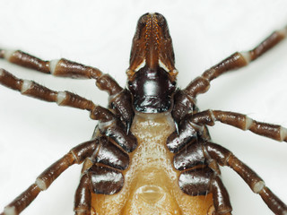 Ixode face ventrale palpes en place