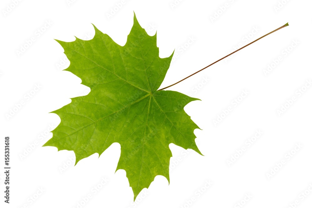 Canvas Prints spring maple leaf