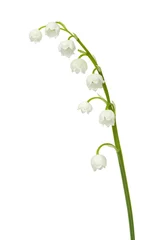 Wall murals Lily of the valley Lily of the valley
