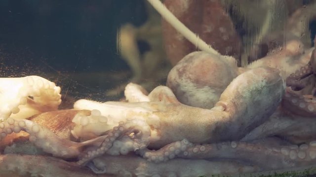 Octopus in restaurant aquarium tank for sale to diners stock footage video
