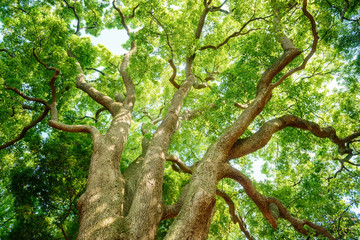 Fototapeta na wymiar クスノキの巨樹