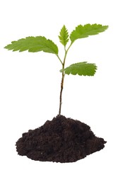 Young Plant