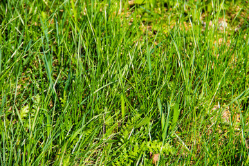 Green grass background