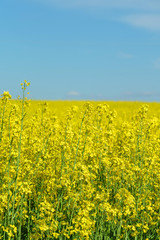 Obraz premium rape field
