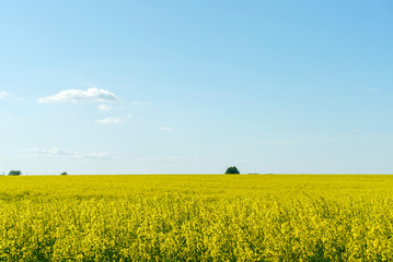 rape field