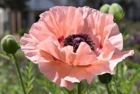 rosa mohn