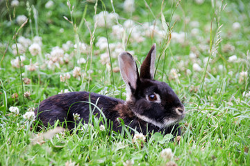 Little rabbit in the flowering meadow