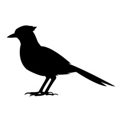 bird natural feather fauna animal vector illustration