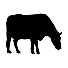 holstein cow standing farm bovine image vector illustration
